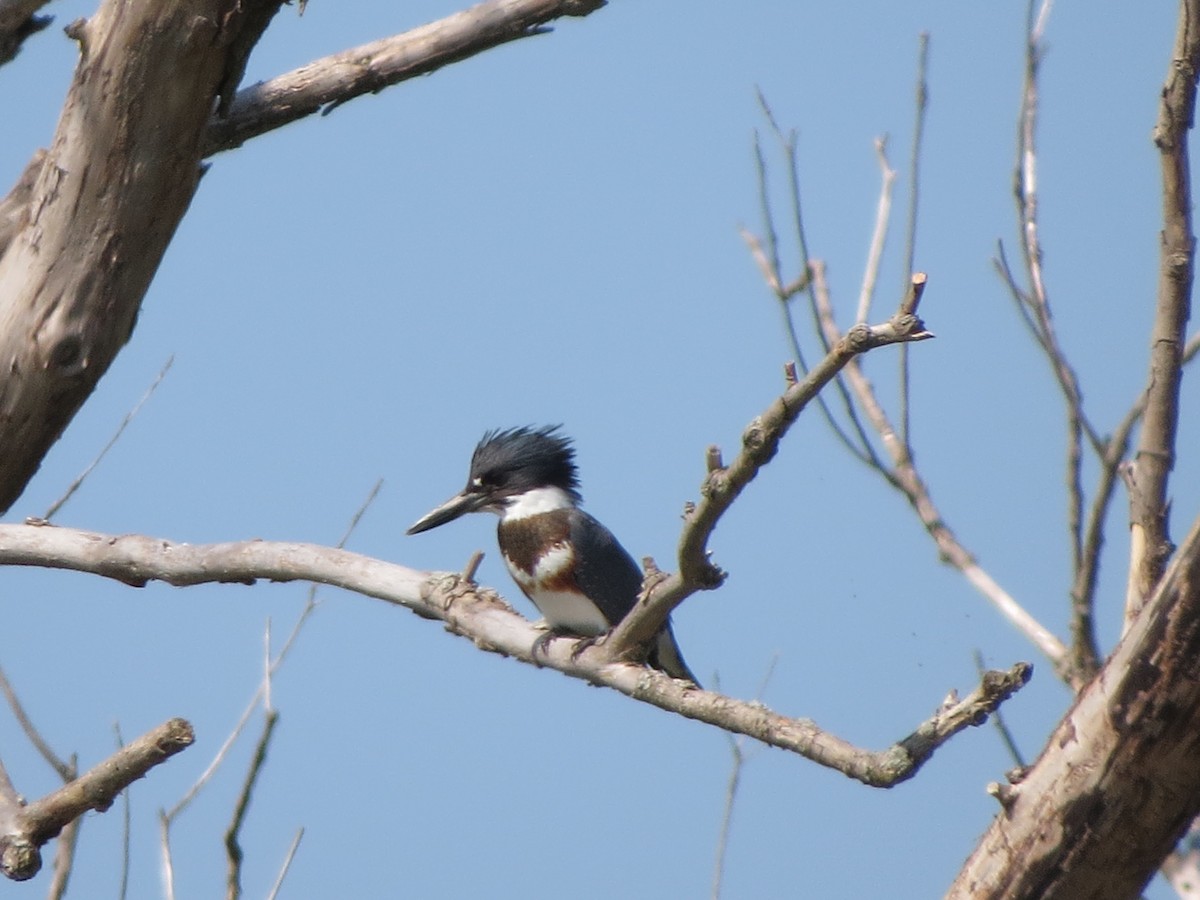 Belted Kingfisher - ML624005639