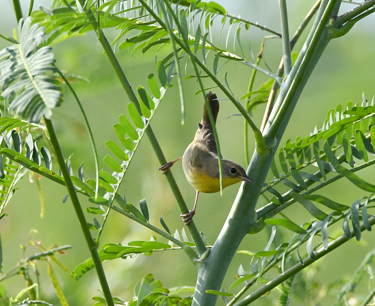 Common Yellowthroat - ML624005646