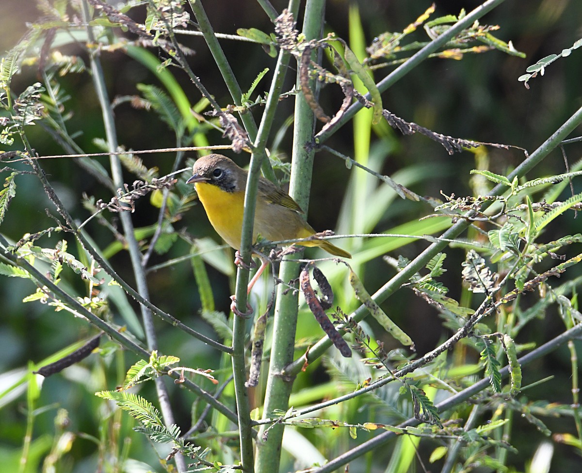 Common Yellowthroat - Glenn Wyatt