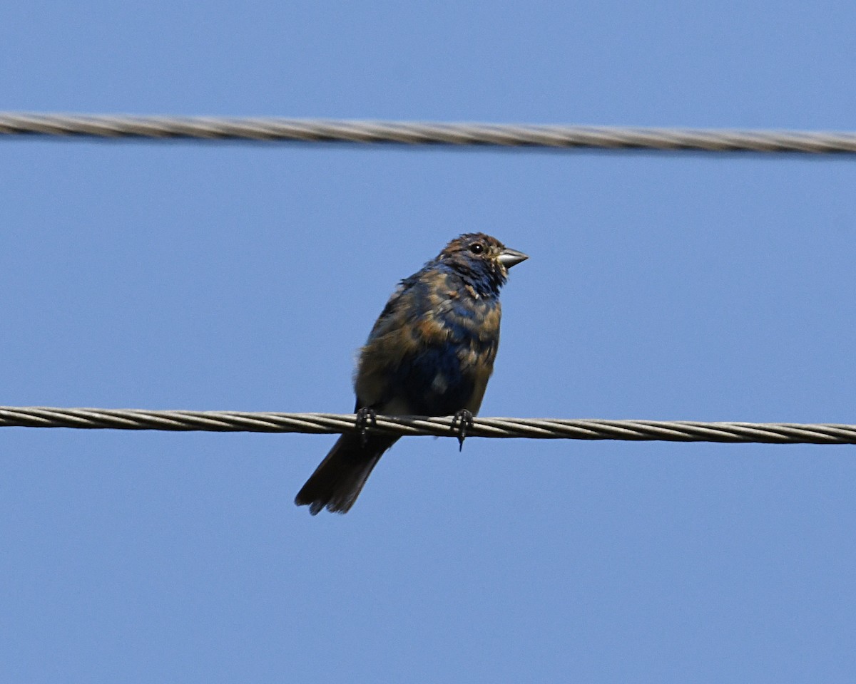 Indigo Bunting - ML624005666