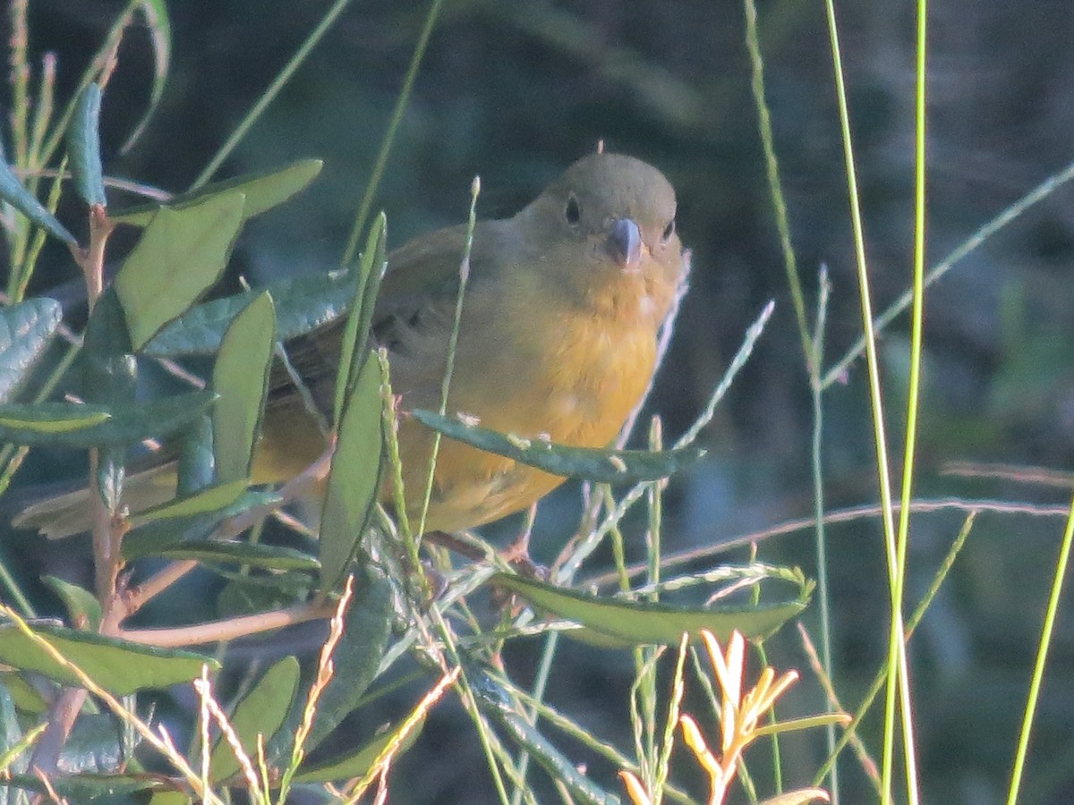 Painted Bunting - Ethan Maynard