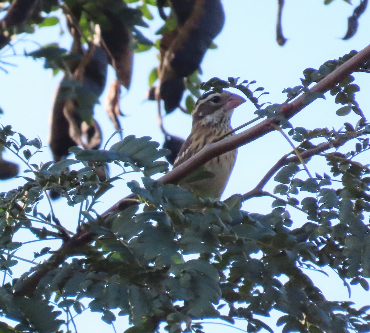 Rose-breasted Grosbeak - ML624005704