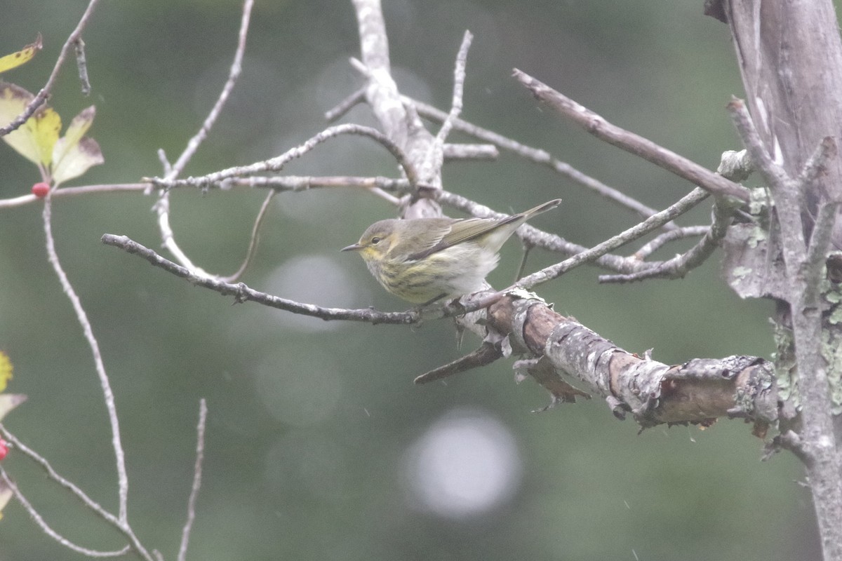 Cape May Warbler - ML624005717