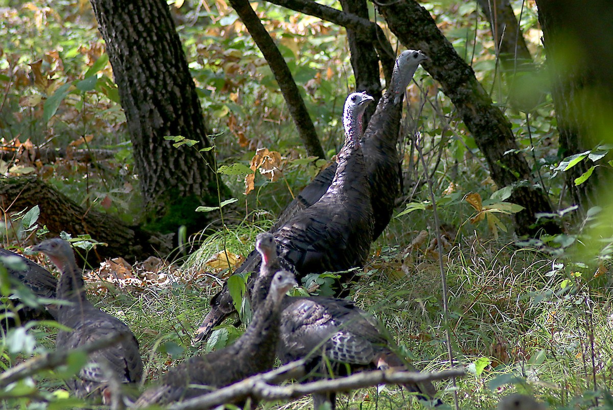 Wild Turkey - ML624005743