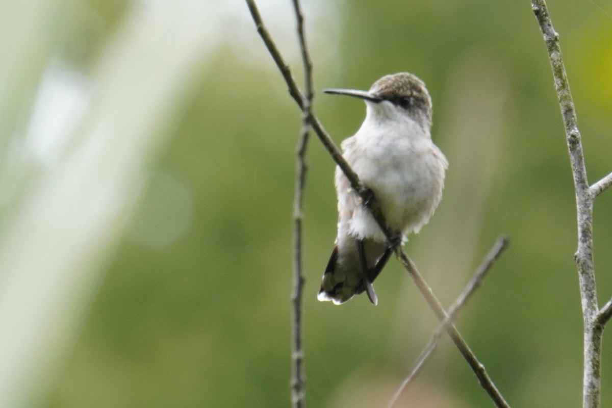 Colibrí Gorjirrubí - ML624005768