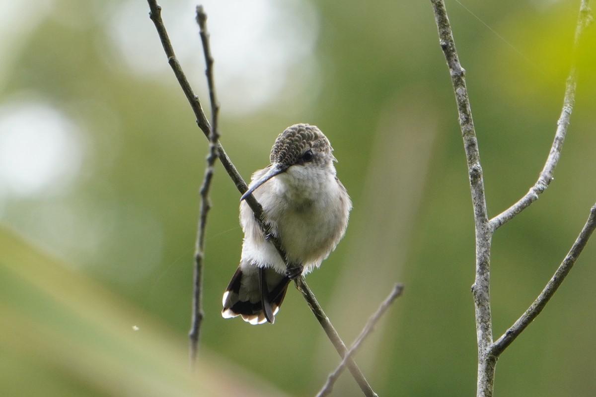 Colibrí Gorjirrubí - ML624005769