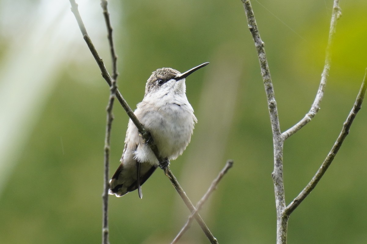 Yakut Boğazlı Kolibri - ML624005770