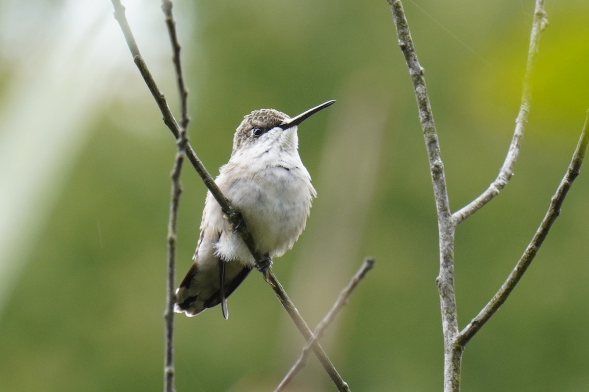 Colibrí Gorjirrubí - ML624005770