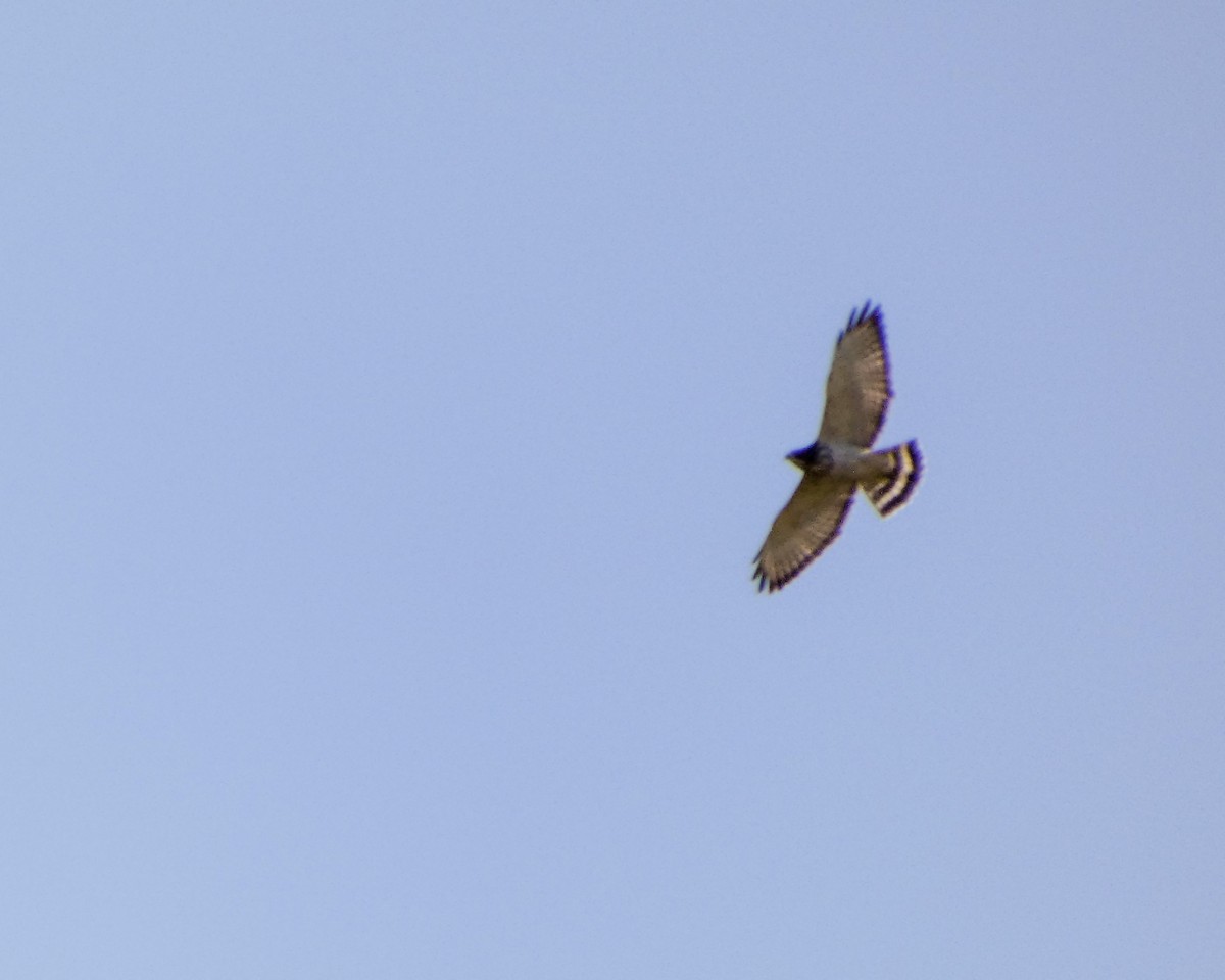 Broad-winged Hawk - ML624005774