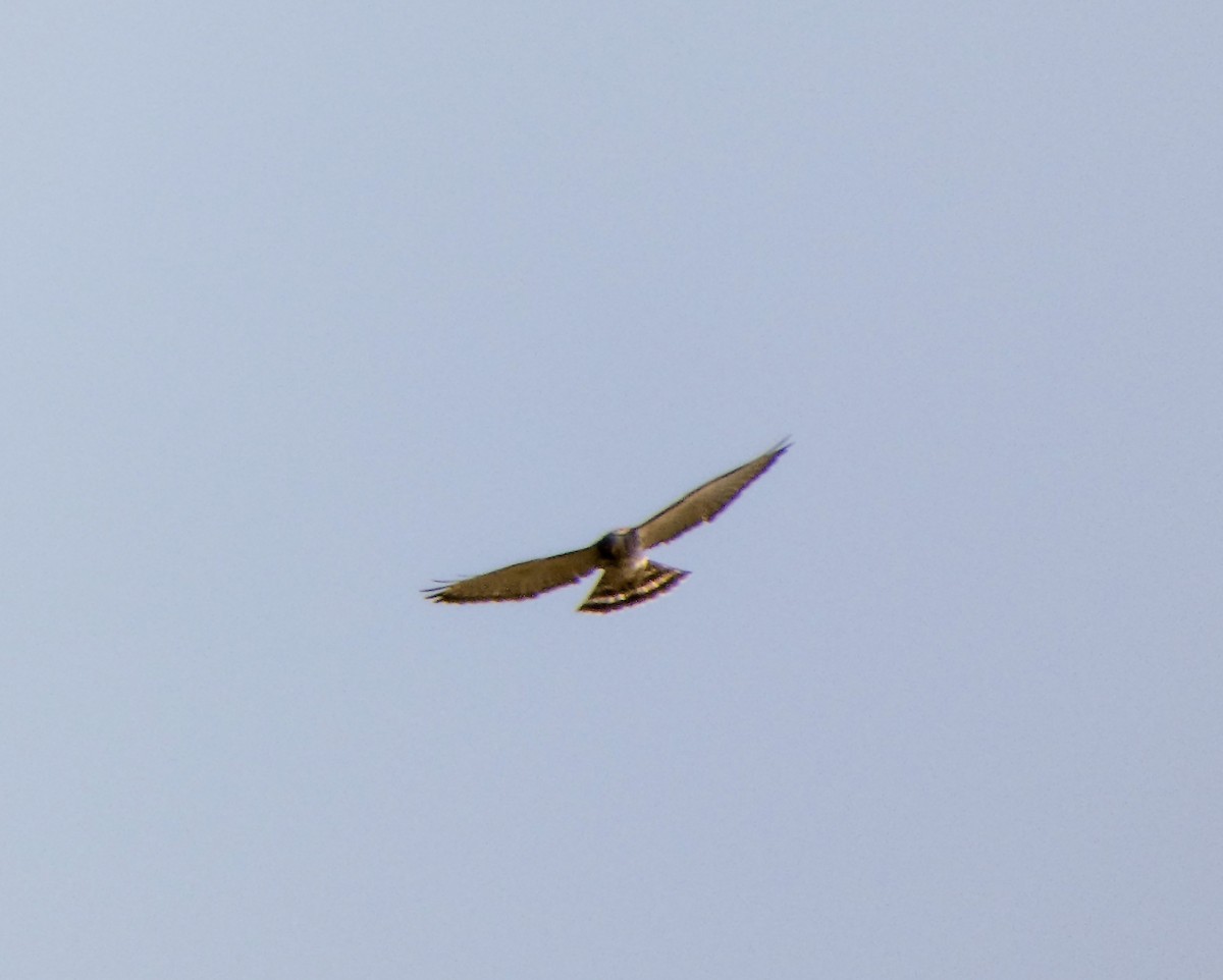 Broad-winged Hawk - ML624005776