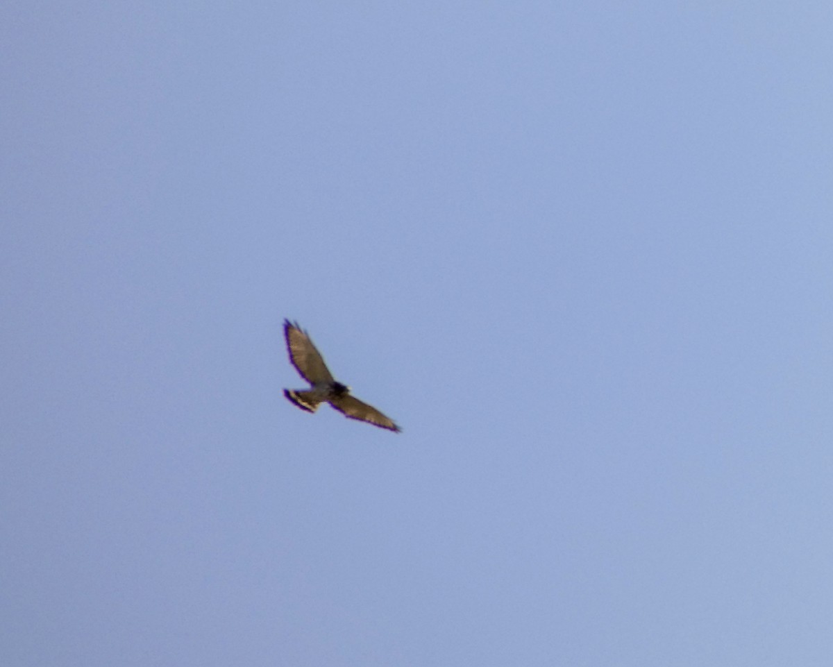 Broad-winged Hawk - ML624005781