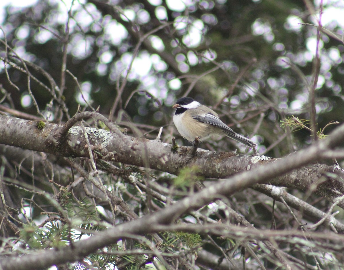 Black-capped Chickadee - ML624005792