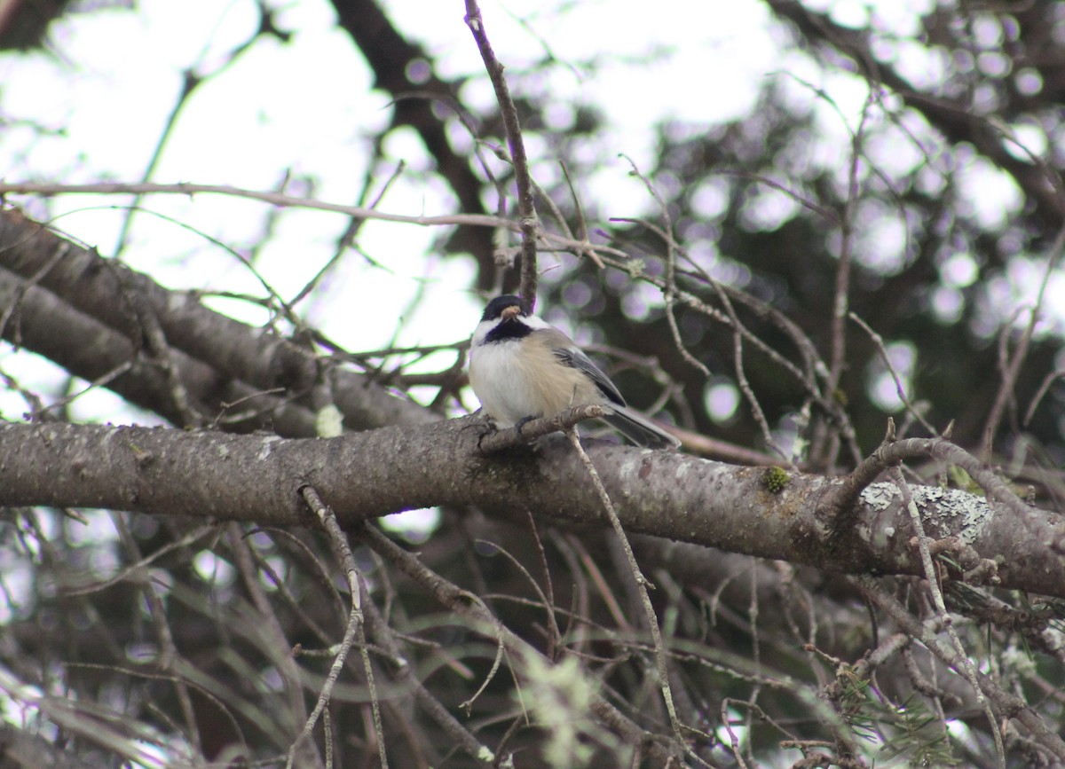 Black-capped Chickadee - ML624005793