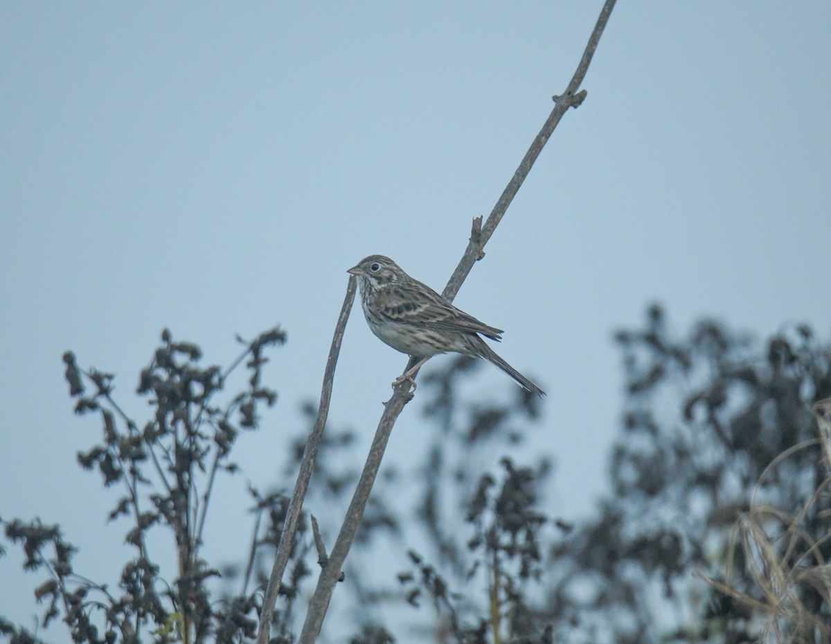 Vesper Sparrow - Mark Walton