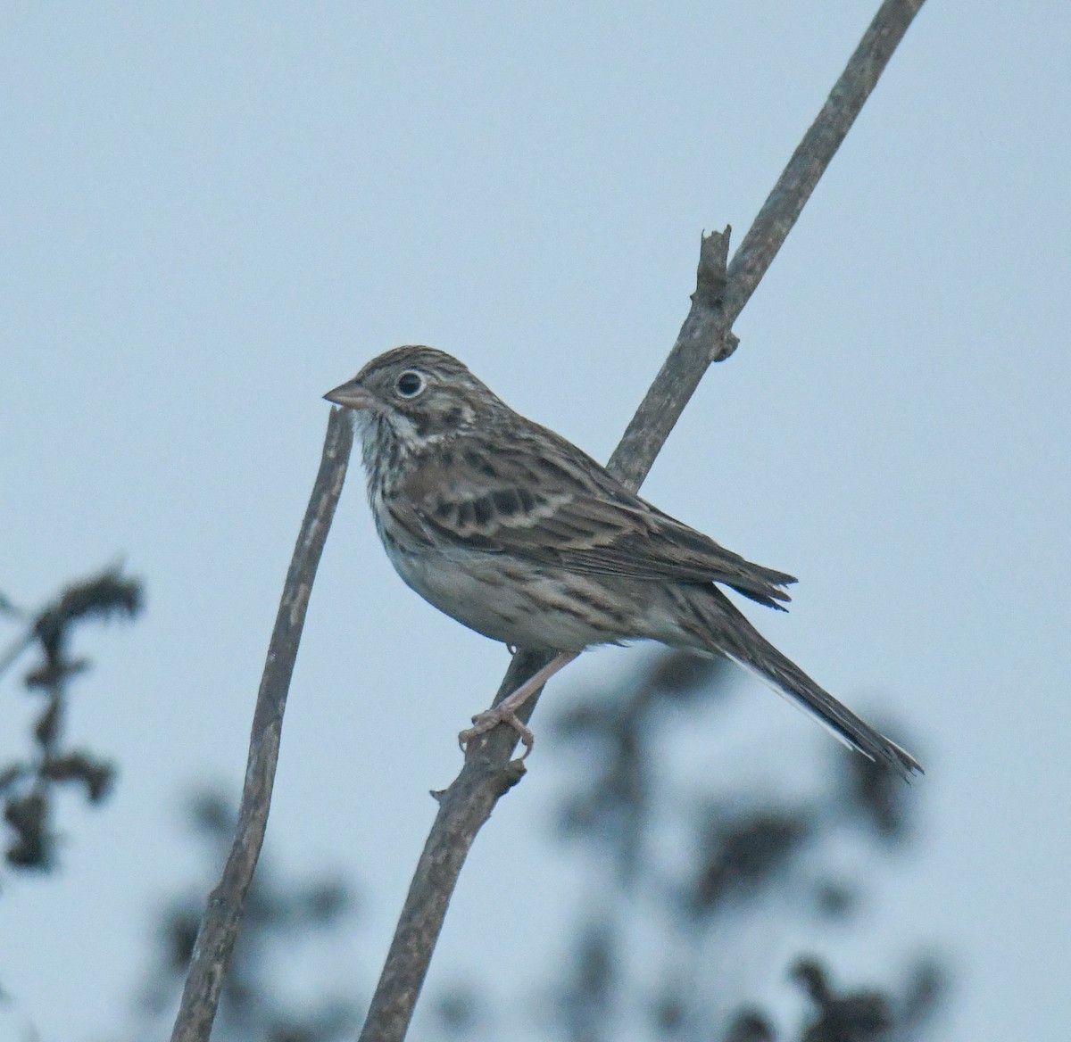 Vesper Sparrow - ML624005796