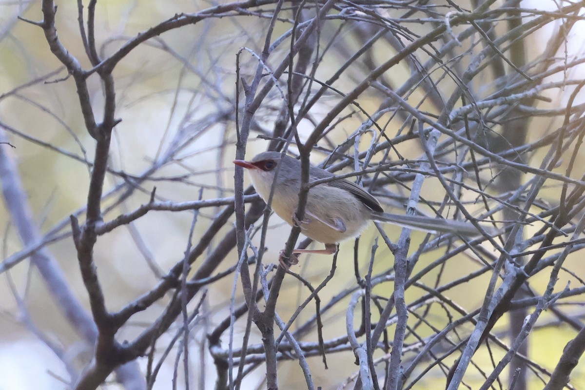 Variegated Fairywren - ML624005803