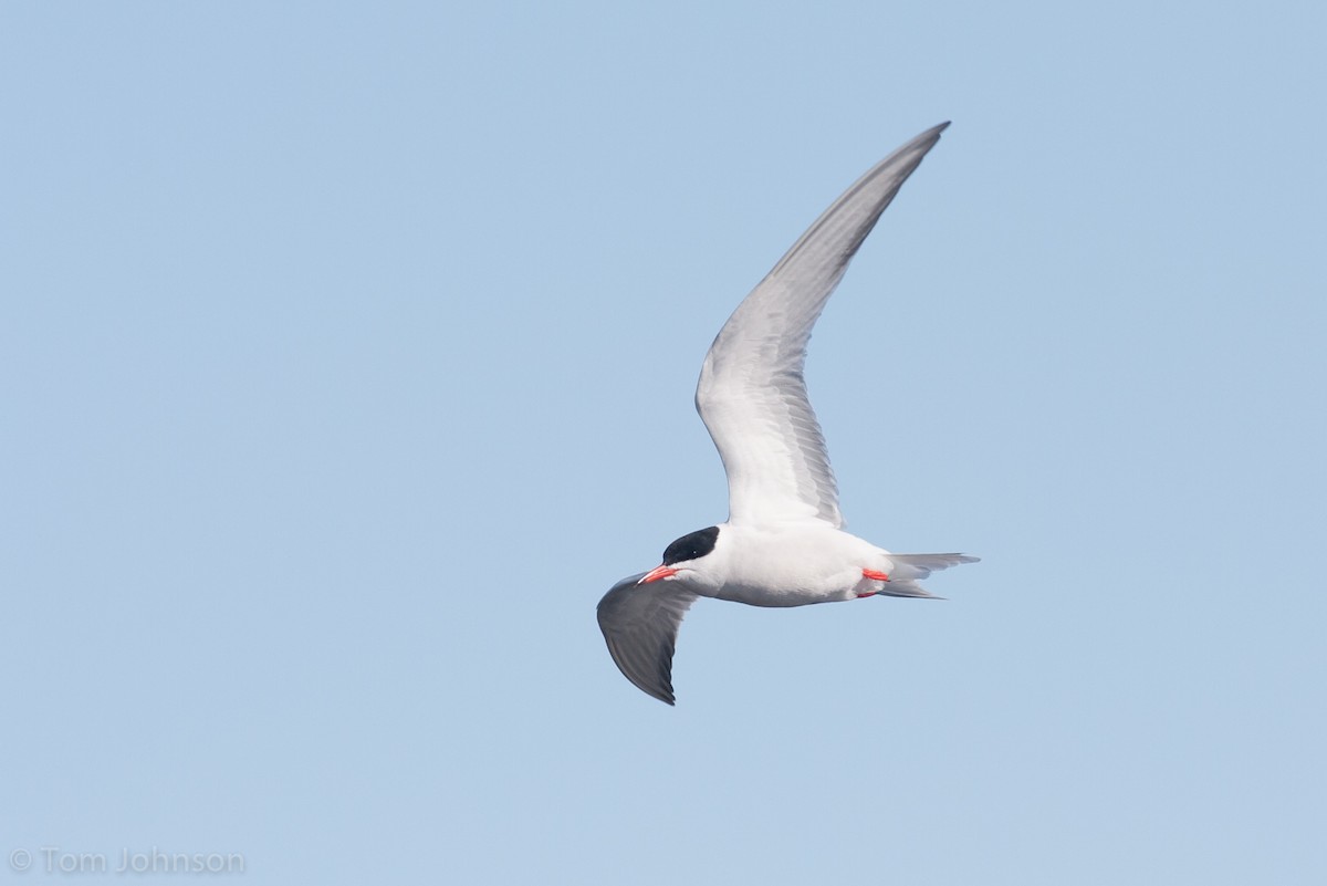 Common Tern - Tom Johnson