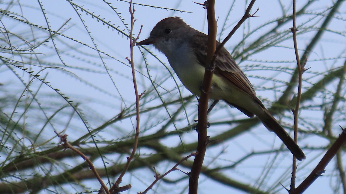 Ash-throated Flycatcher - Anne (Webster) Leight