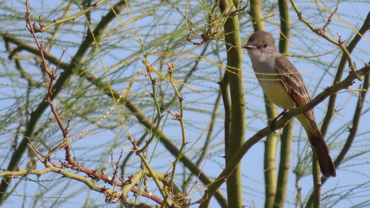 Ash-throated Flycatcher - ML624005817