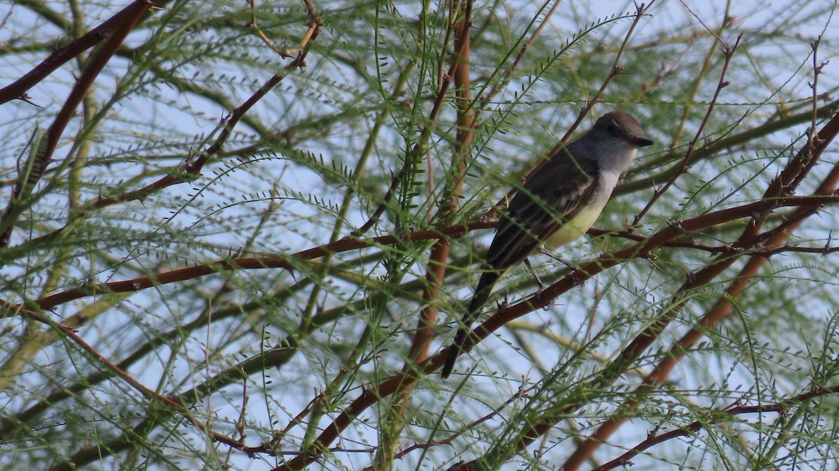 Ash-throated Flycatcher - ML624005818