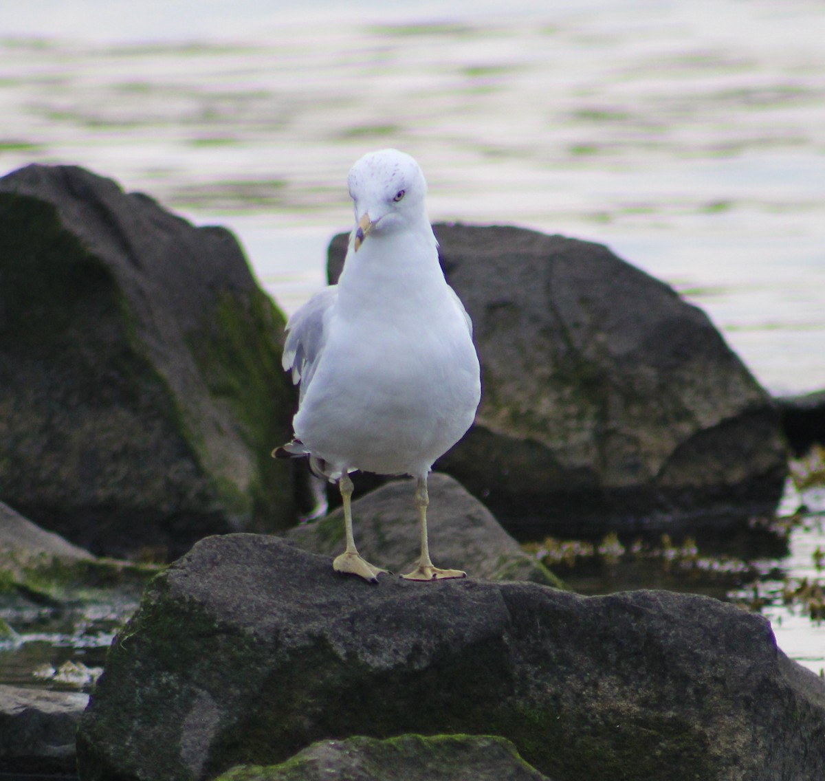 Ring-billed Gull - ML624005840