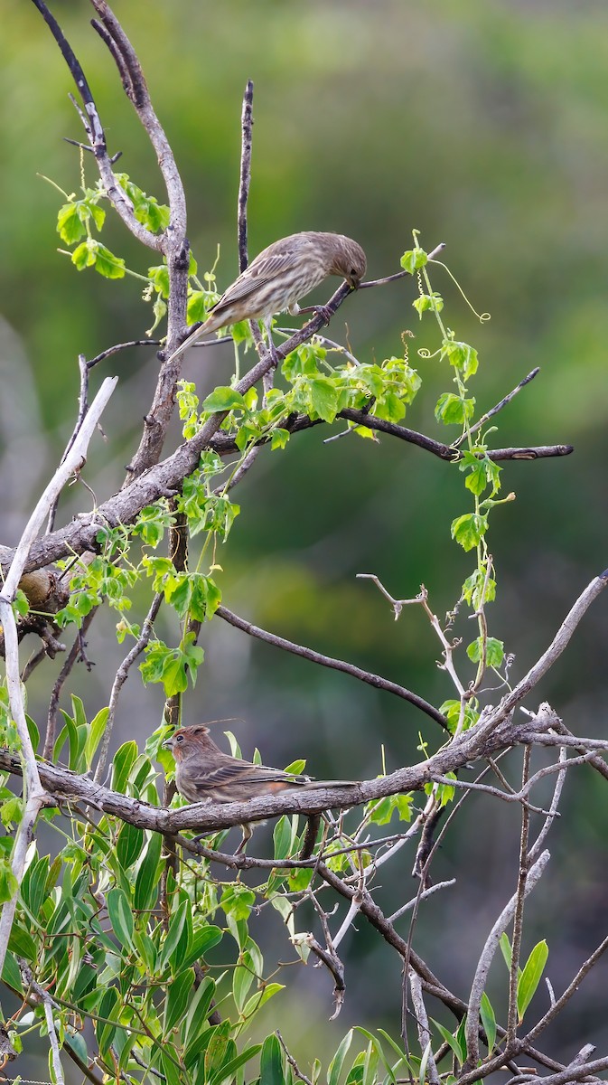 House Finch - ML624005849