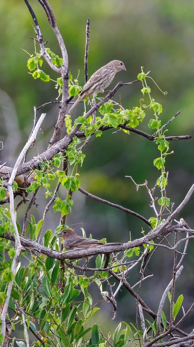 House Finch - ML624005850