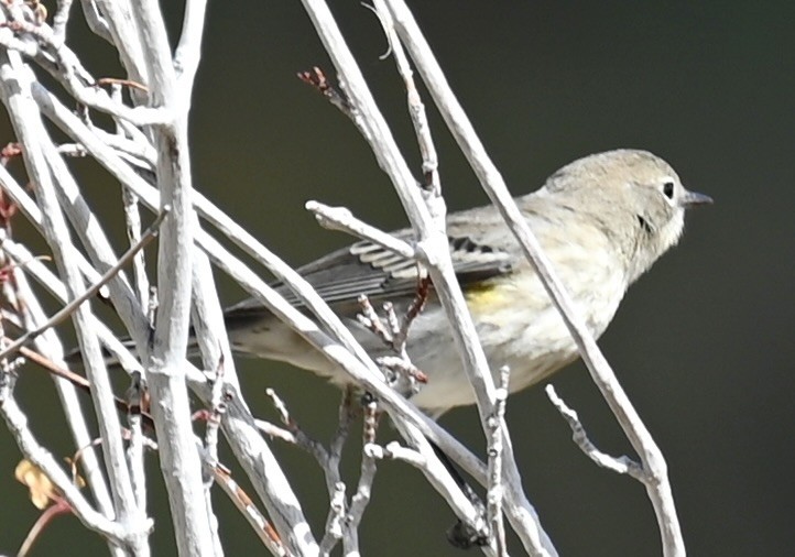 Yellow-rumped Warbler - ML624005864