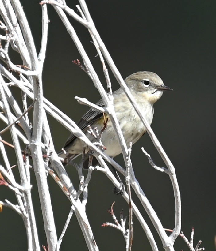 Yellow-rumped Warbler - ML624005867