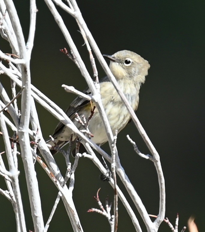 Yellow-rumped Warbler - ML624005869