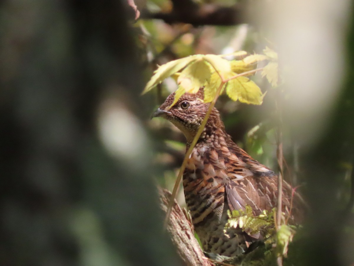 Ruffed Grouse - ML624005871