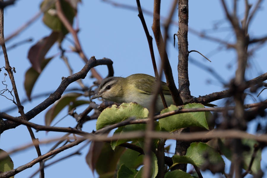 Vireo Ojirrojo - ML624005902