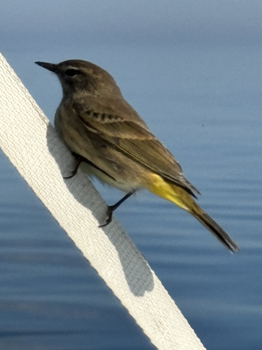 Palm Warbler - ML624005947