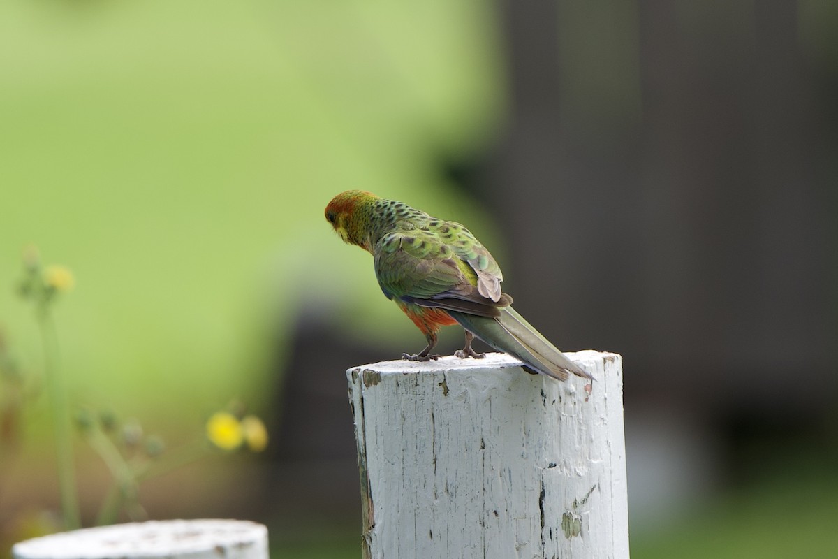 Western Rosella - ML624005954