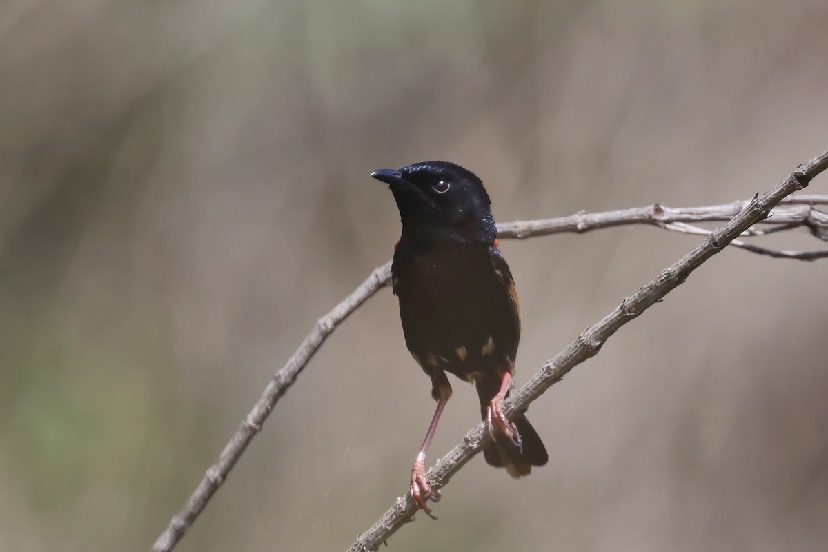 Red-backed Fairywren - ML624005958