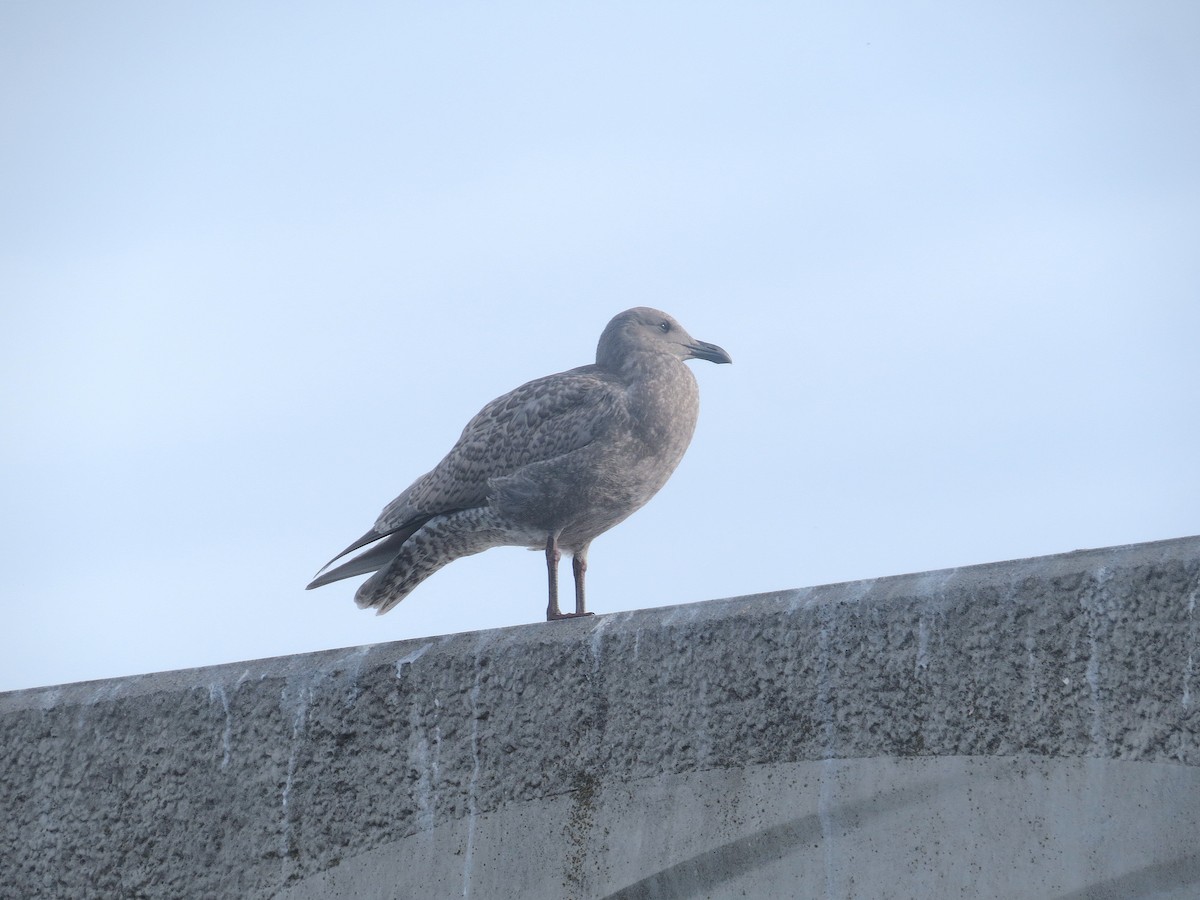 Glaucous-winged Gull - ML624005963