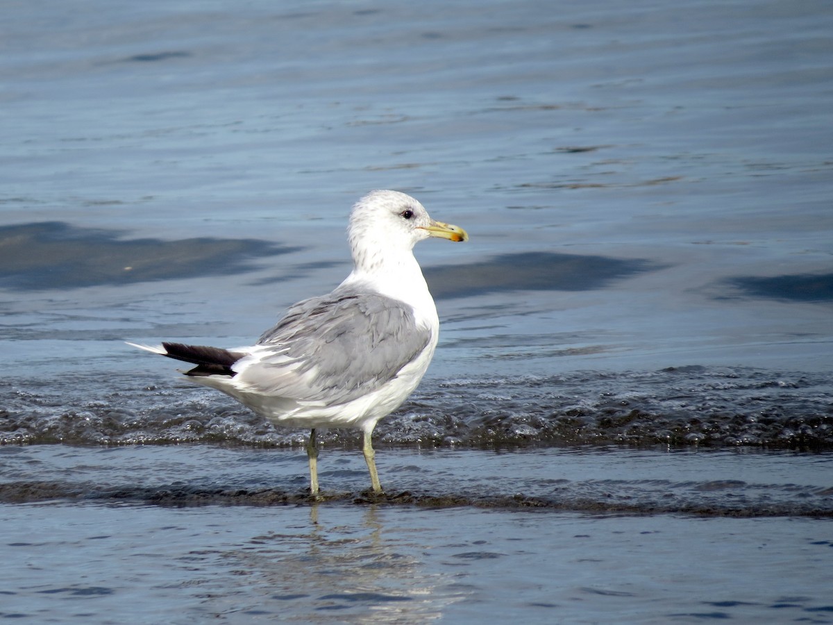 California Gull - ML624005971