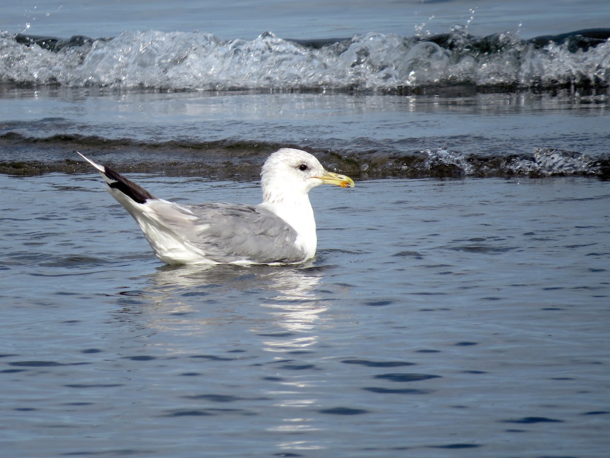 California Gull - ML624005972