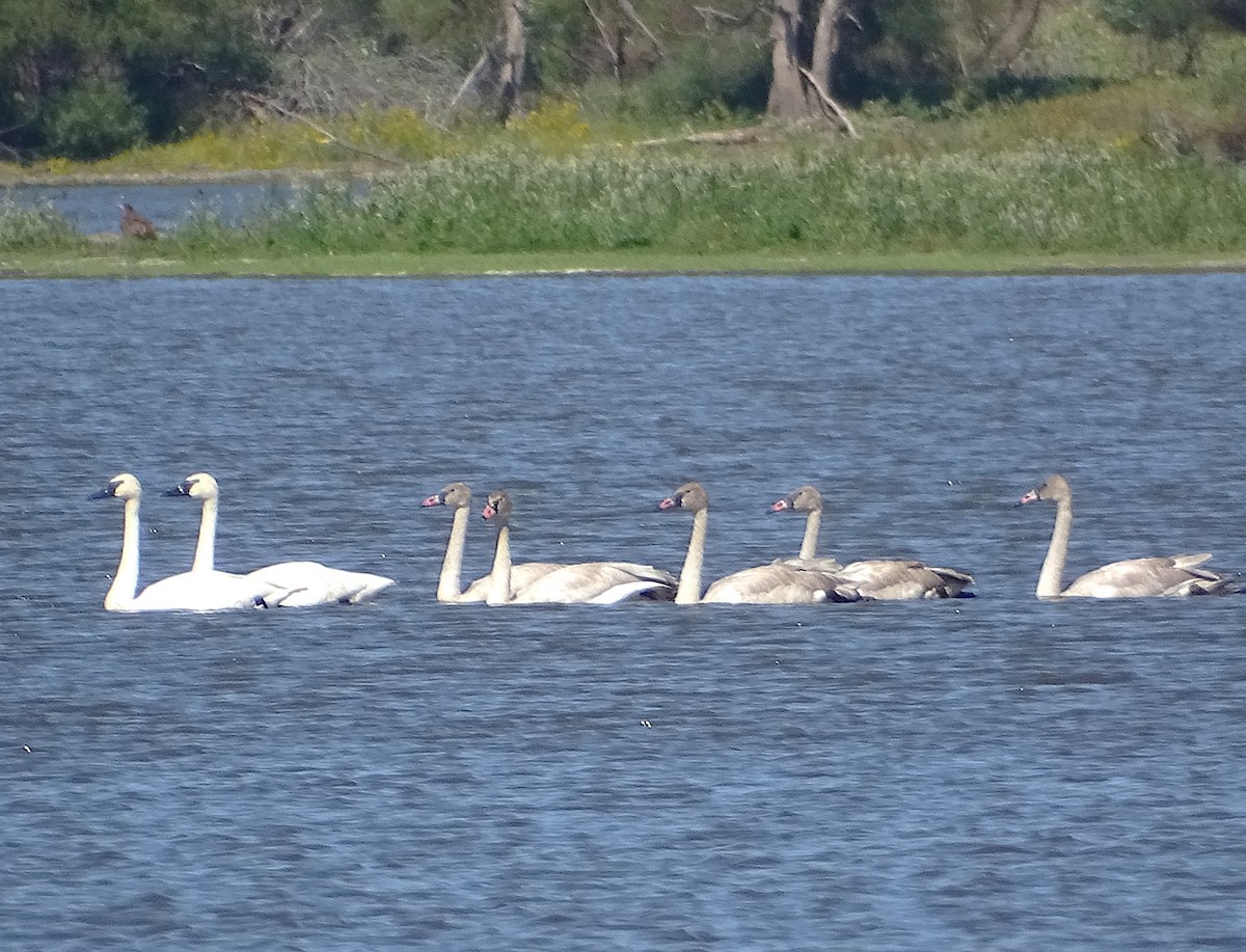 Trumpeter Swan - Su Snyder