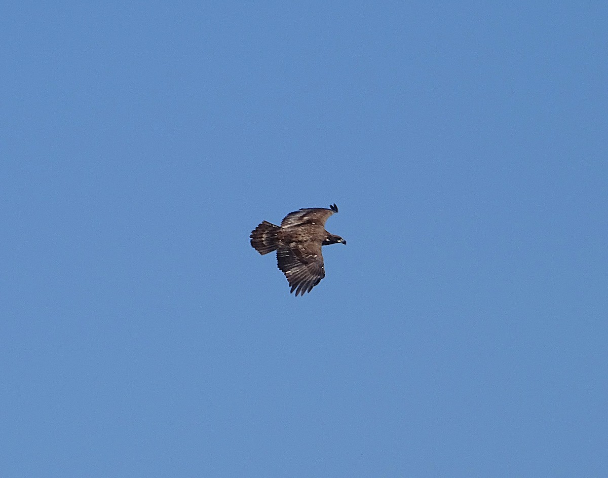 Bald Eagle - ML624005990