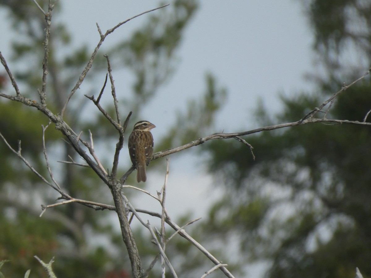 Rose-breasted Grosbeak - ML624005996