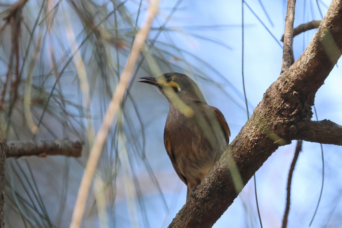 Yellow-faced Honeyeater - ML624005997