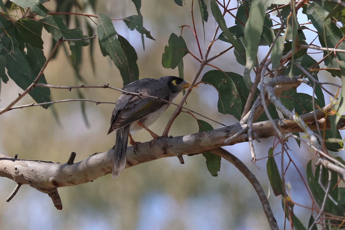 Noisy Miner - ML624006005