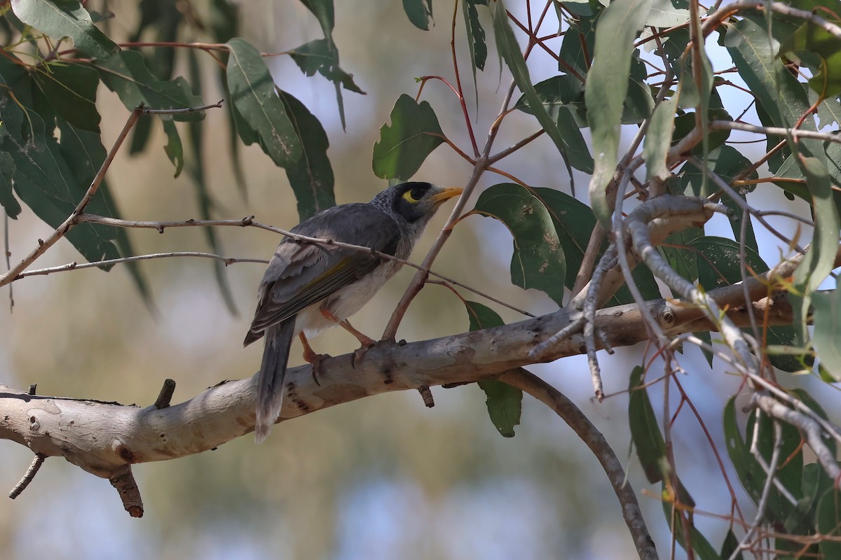 Noisy Miner - ML624006006