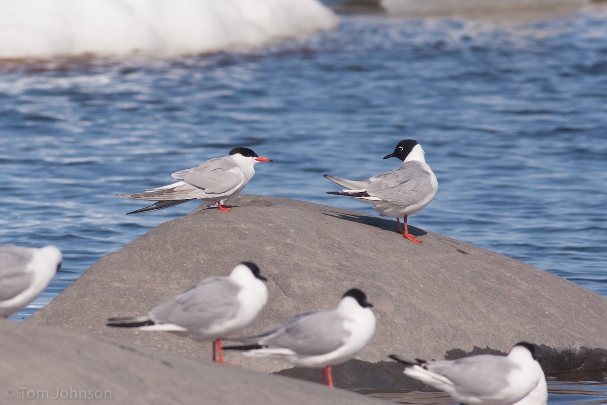 Common Tern - Tom Johnson