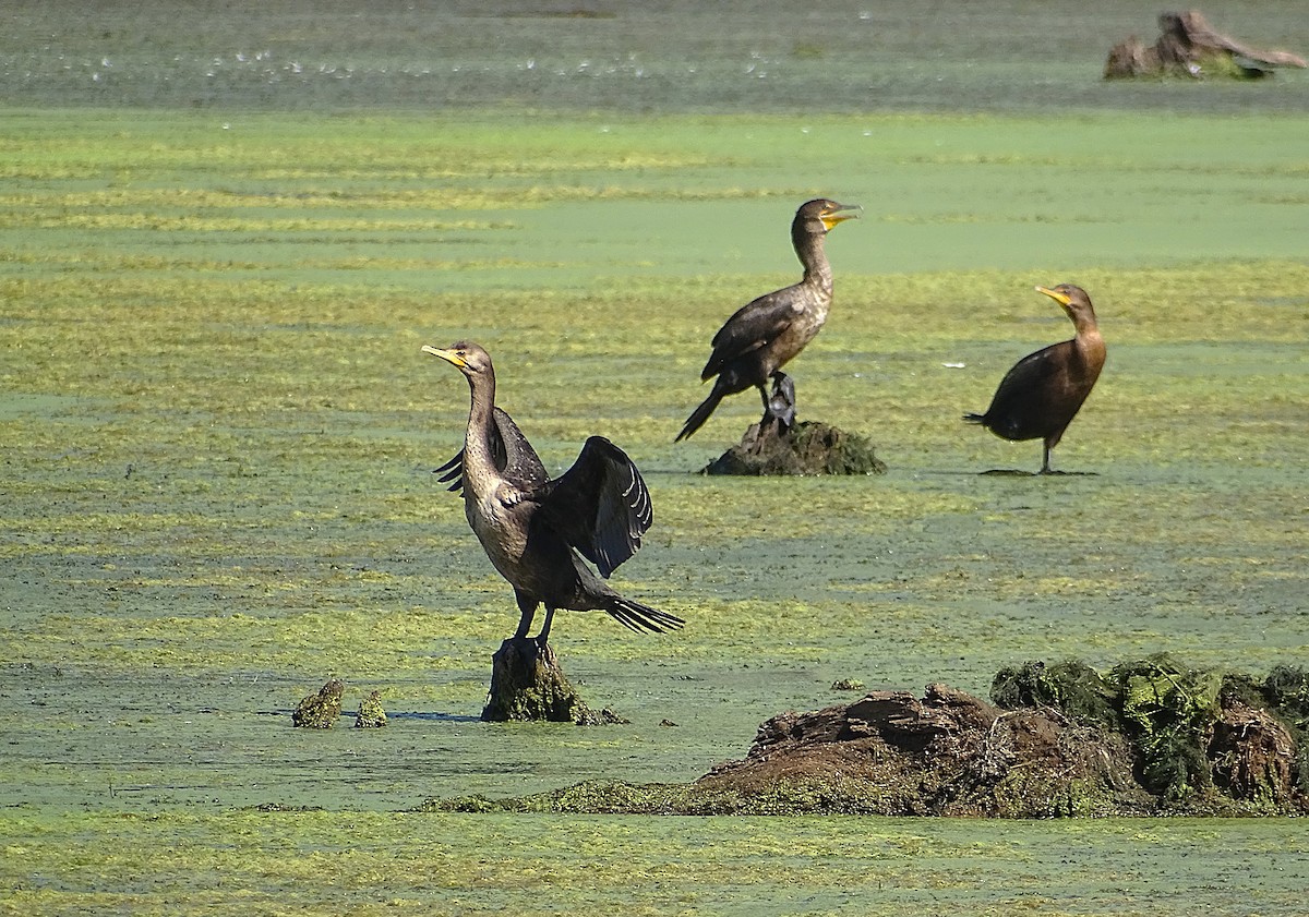 Double-crested Cormorant - Su Snyder