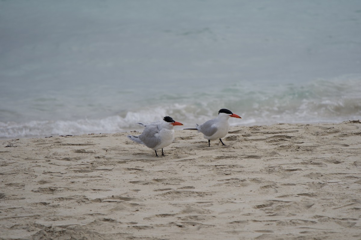 Caspian Tern - ML624006018