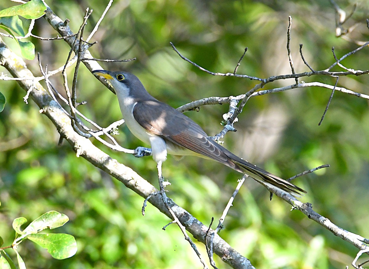 Yellow-billed Cuckoo - ML624006050