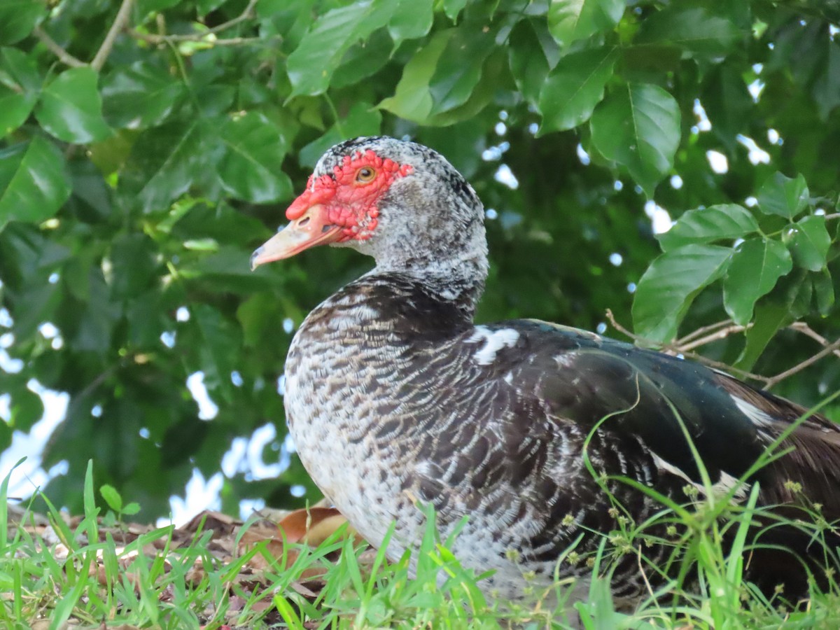 Muscovy Duck (Domestic type) - ML624006054