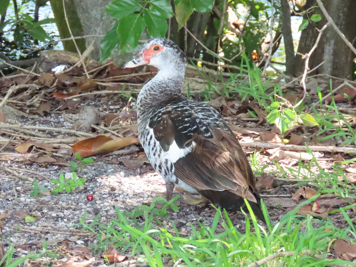 Muscovy Duck (Domestic type) - ML624006055